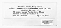 Massaria vomitoria image